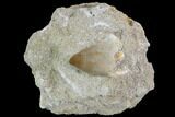 Mosasaur (Prognathodon) Tooth In Rock #96153-1